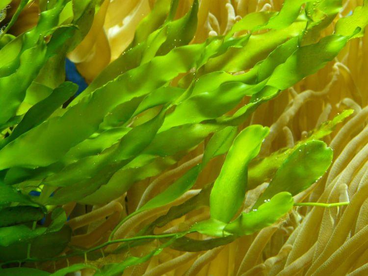 Egészséges növény = Kellemes illatú akvárium