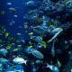 7 ok, amiért légbuborék vagy hab keletkezhet az akváriumban